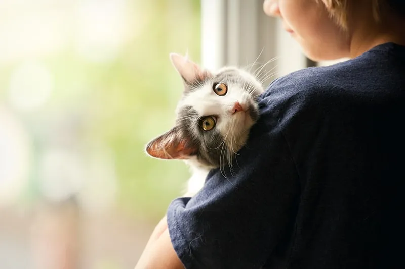 Boy holding a grey and white cat, representing the joy and financial aspects of monthly cat expenses.