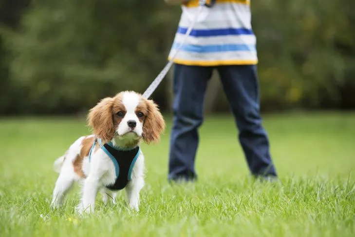 Boy walking a King Charles Cavalier Spaniel in a field.