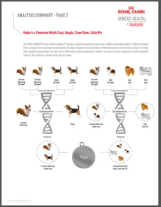Breed breakdown analysis page from Maple's Royal Canin Genetic Health Report