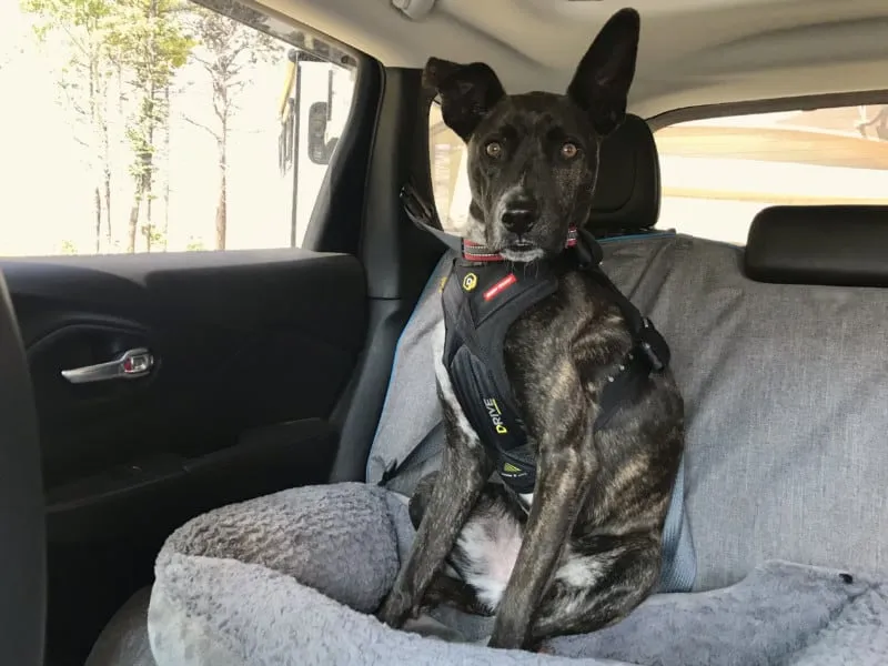 Brindle dog comfortably secured in an EzyDog Drive crash-tested dog harness in a car