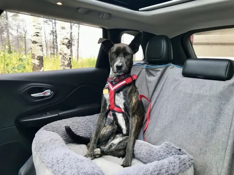 Brindle dog, Myles, buckled up in an AllSafe Comfort crash-tested dog harness, suitable for UK drivers