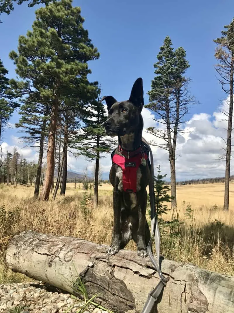 Brindle dog wearing a red Sleepypod crash-tested harness with a leash attached, ready for a walk