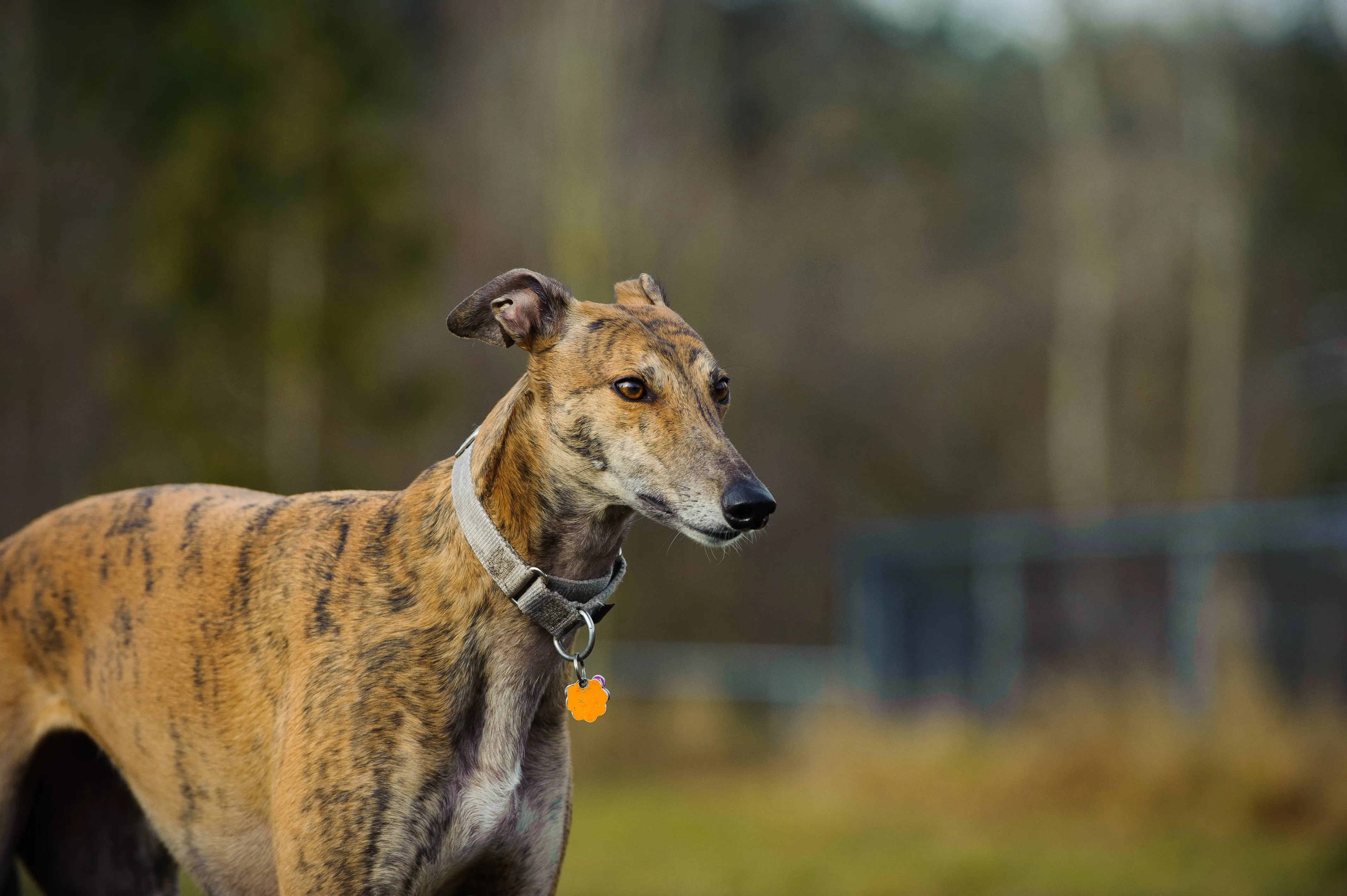Brindle Greyhound standing