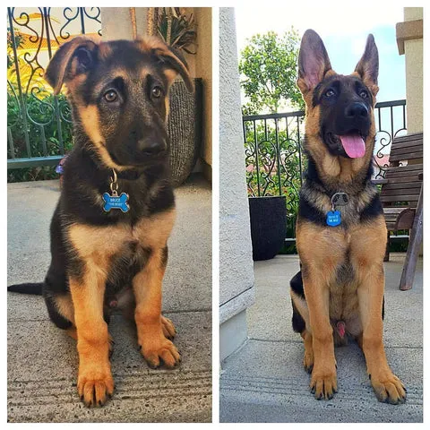 Bruce the German Shepherd puppy at 3 months and his development at 6 months