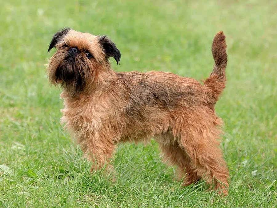 Brussels Griffon