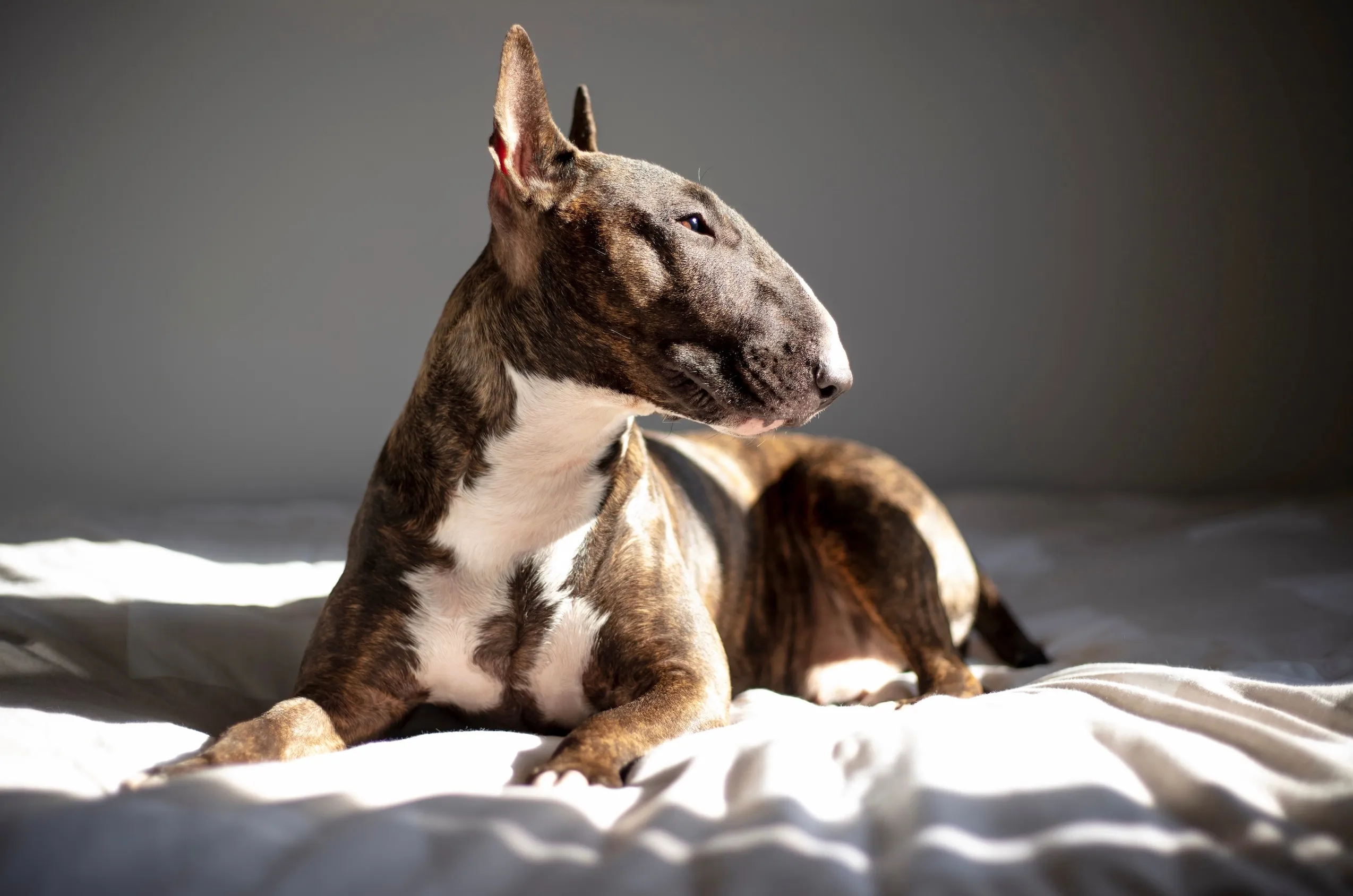 Bull Terrier dog with distinctive egg-shaped head and brindle coat lying comfortably on a bed.