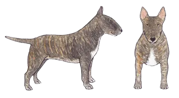 Bull Terrier showing a distinct brindle pattern