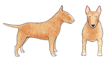 Bull Terrier with a plain red base coat