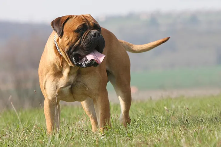 Bullmastiff standing proudly in a field, reflecting its history as a gamekeeper's night dog.