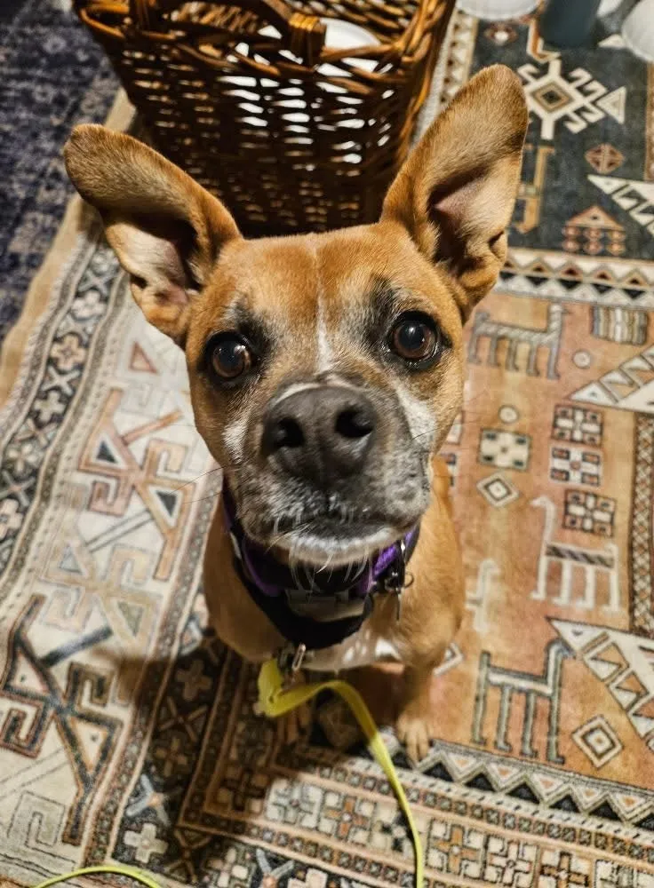 Burt, an 8-year-old 32-pound tiny male Boxer mix from Denver, CO, who is sweet, lovable, and quiet