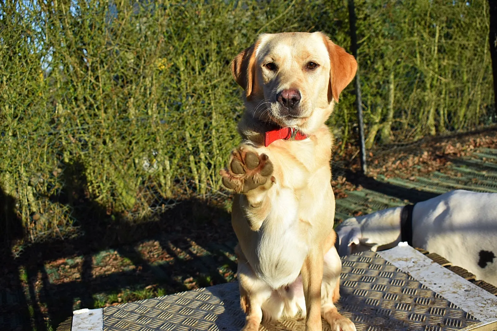 Buster, a rescue dog, thriving and overcoming separation anxiety through Daily Dog Digs' care