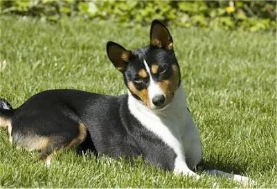 Cairo, a tricolor Basenji, lying comfortably on green grass outdoors with an attentive expression