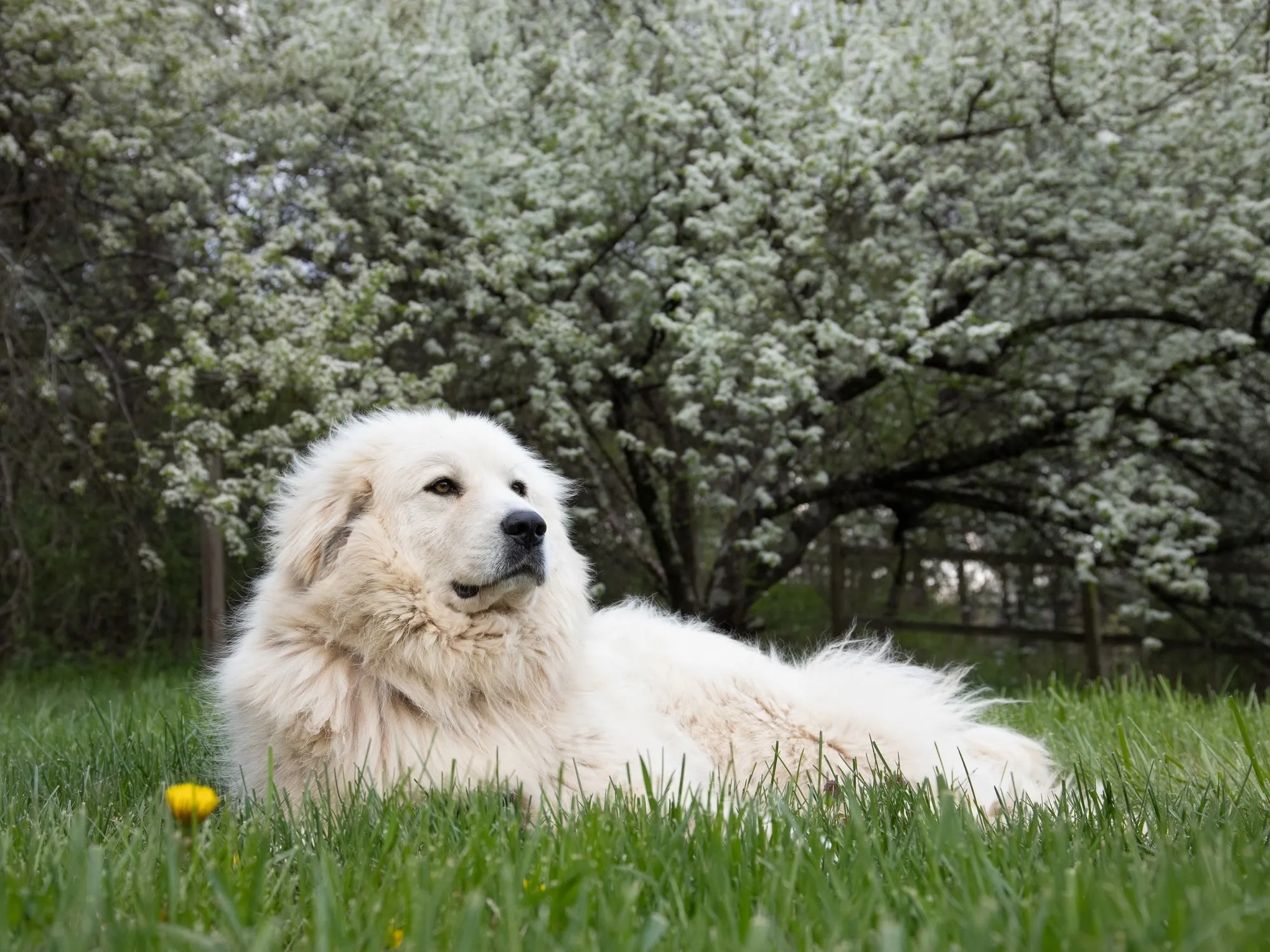 Calm and gentle large white Great Pyrenees dog lying in green grass beneath a tree, a noble and protective companion animal with a thick white coat