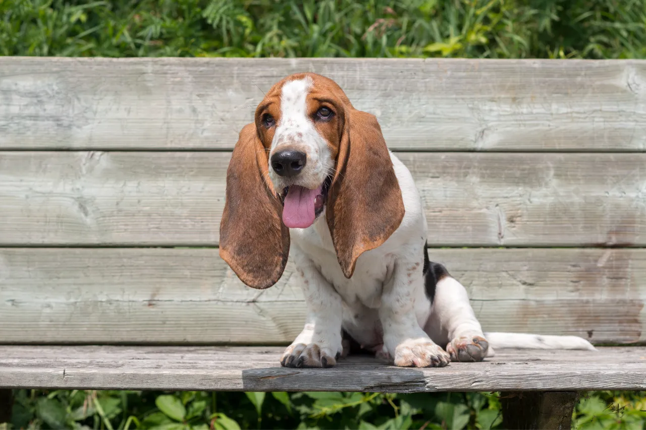 Calm Basset Hound with long ears, a gentle and friendly family dog for households with children
