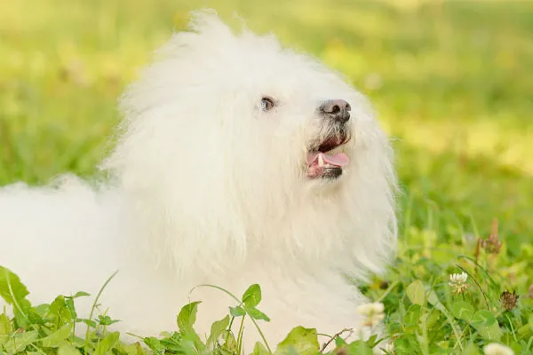 Calm Bolognese dog with long white curly coat