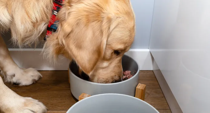 Can of wet dog food being opened by a human hand, with a dog bowl waiting below.