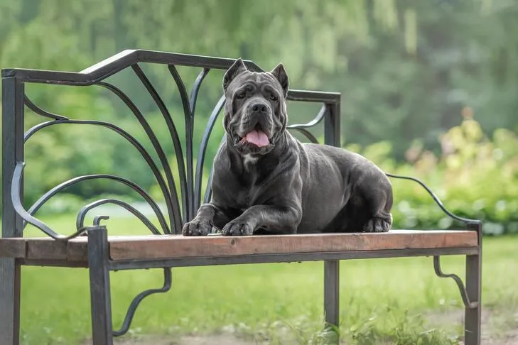 Cane Corso laying down on a bench in the park, showcasing its role as a bodyguard dog.