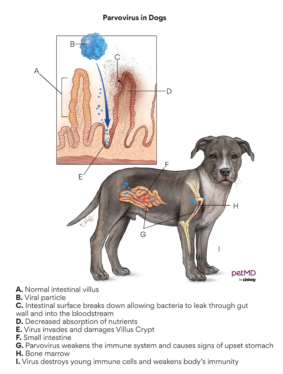 Canine parvovirus diagram showing viral structure and its interaction with dog cells