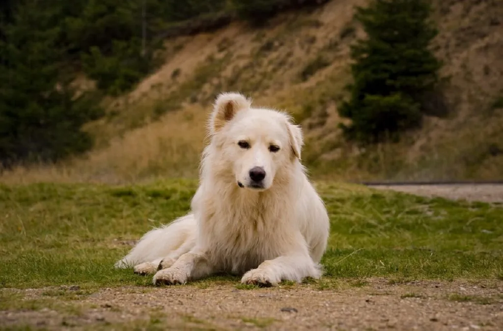 Carpathian Shepherd Dog