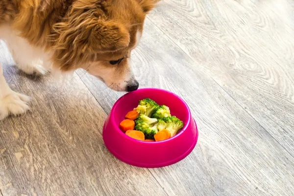 Carrots and broccoli, seen as excellent treats for a diabetic dog, are displayed on a white surface, highlighting safe human food options.