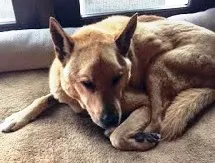 Carson, a senior Jindo Chow dog, looking calm and content, illustrating improved well-being after receiving supplements for dementia.