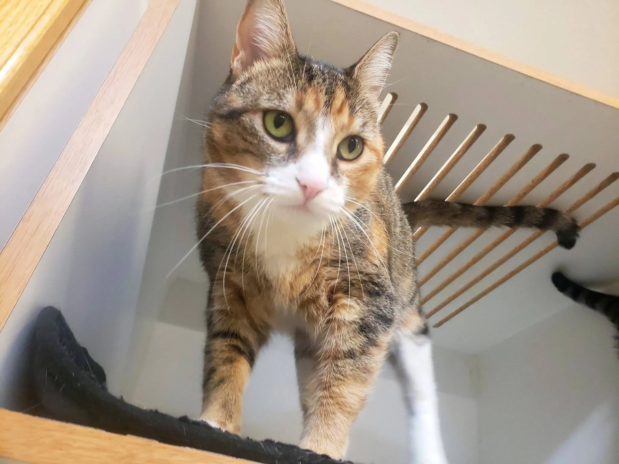 Cat Relaxing in Condo