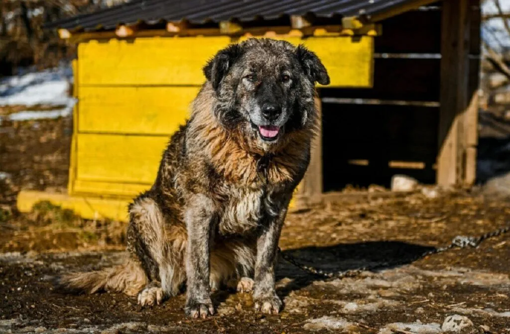 Caucasian Shepherd