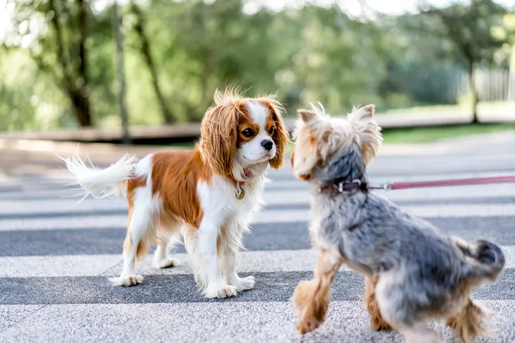 Cavalier King Charles Spaniel and Yorkshire Terrier meeting, showing two happy, well-fed small dogs.
