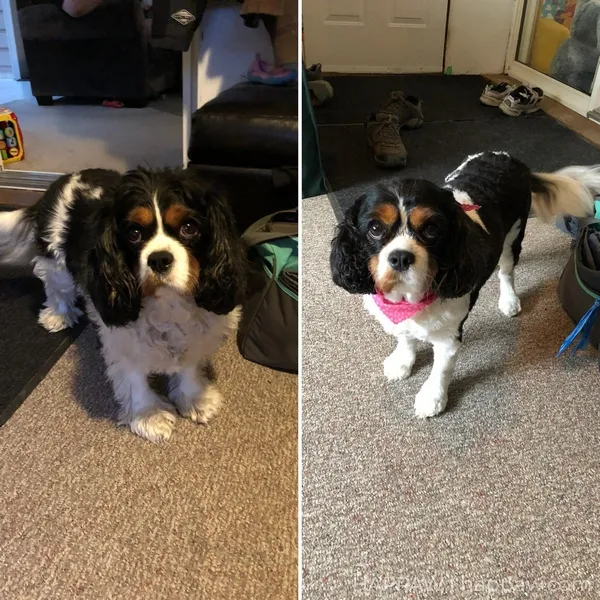 Cavalier King Charles Spaniel Before and After Haircut 2