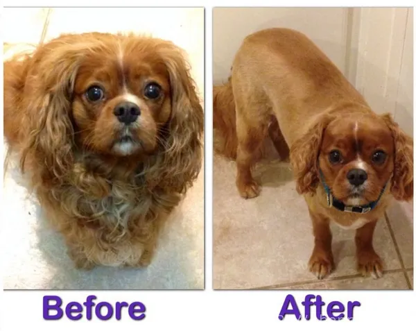 Cavalier King Charles Spaniel Before and After Haircut 3