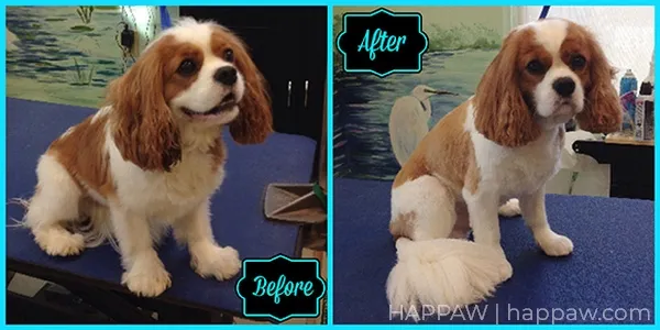 Cavalier King Charles Spaniel Before and After Haircut 6