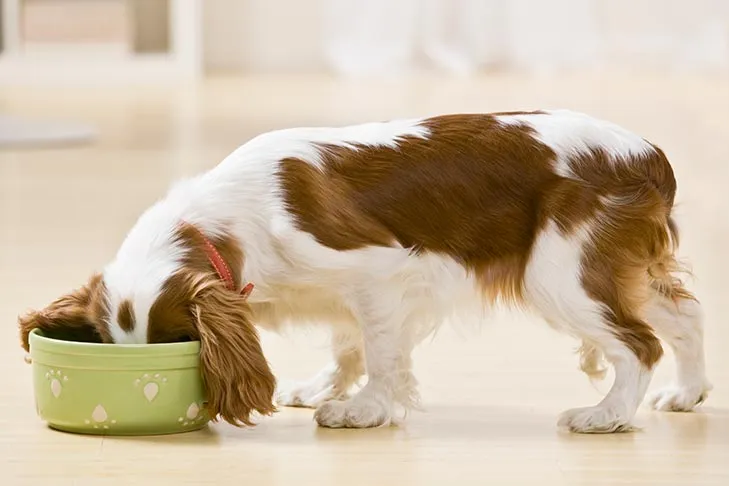 Cavalier King Charles Spaniel eagerly eating from its food bowl, highlighting appetite and enjoyment.