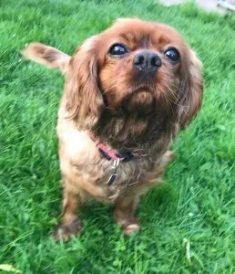 Cavalier King Charles Spaniel looking anxious, a common sign of separation anxiety