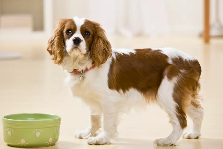 Cavalier King Charles Spaniel next to its food bowl