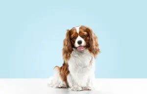 Cavalier King Charles Spaniel
