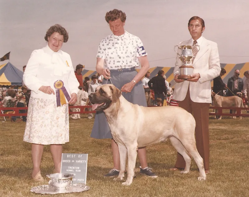 Ch. Deer Run Zen, the first Mastiff to win a Best in Show, shown here by Damara Bolté.
