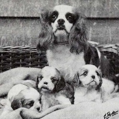 Ch. Little Dorritt of Ttiweh with her 1949 litter
