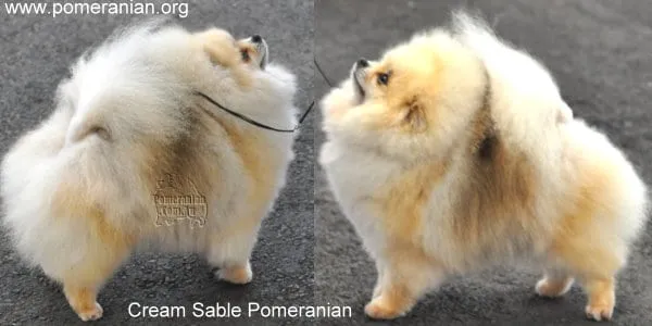 Champion Cream Sable Pomeranian adult with distinct sable markings