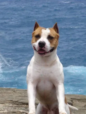 Champion Geronimo, an American Staffordshire Terrier, in a classic show pose.