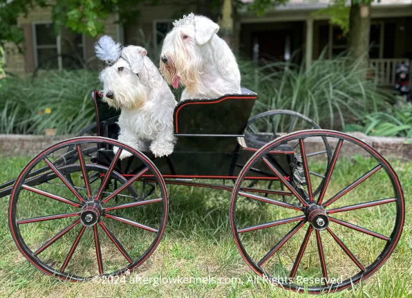 Championship Sealyham Terriers, BB Sinatra and Shirley, elegantly dressed for a special occasion, exemplifying well-cared-for dogs from top breeders