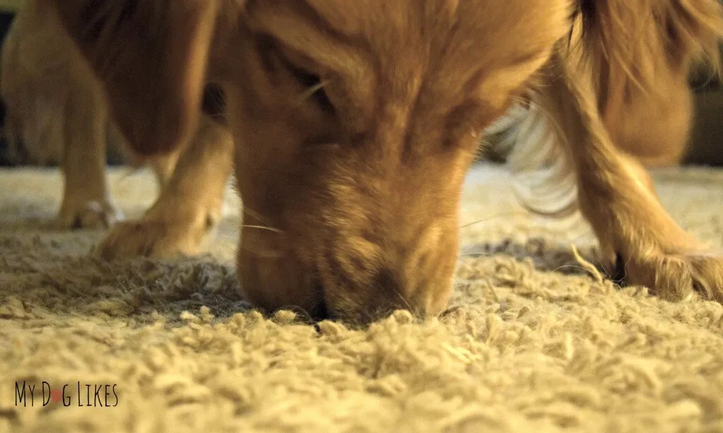 Charlie searching for crumbs after finishing his Himalayan Dog Chew