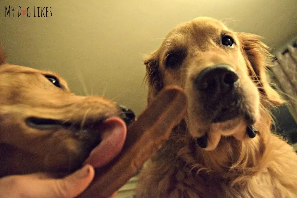 Charlie sneaking a taste of a Himalayan Dog Chew