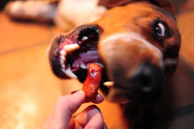 Charlie the Basset Hound eagerly anticipating a treat of Little Smokies, a favorite ranch dog snack.