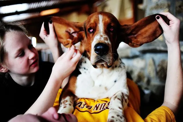 Charlie the Basset Hound enjoying a comforting pat from a loving family member.