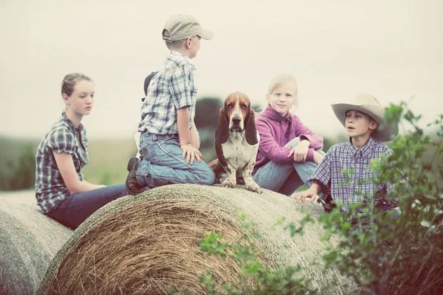 Charlie the Basset Hound perched atop a large hay bale on the ranch.