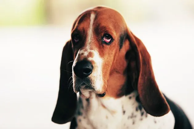 Charlie the Ranch Dog, a beloved Basset Hound, looking thoughtfully into the distance on the ranch.