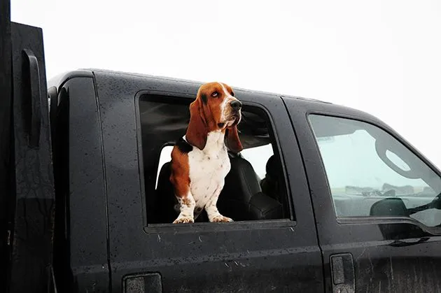 Charlie the Ranch Dog faithfully accompanying Ladd, the Marlboro Man, during ranch work.