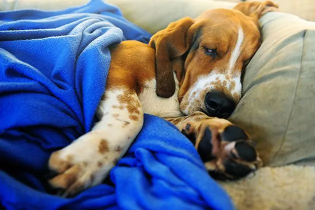 Charlie the Ranch Dog indulging in one of his favorite pastimes: a deep nap on the couch.