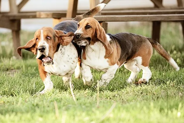 Charlie the Ranch Dog sharing a quiet moment with his brother, Walter.