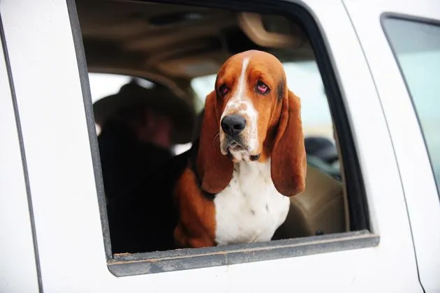 Charlie the Ranch Dog sitting patiently next to Marlboro Man, ready for a day's work on the ranch.